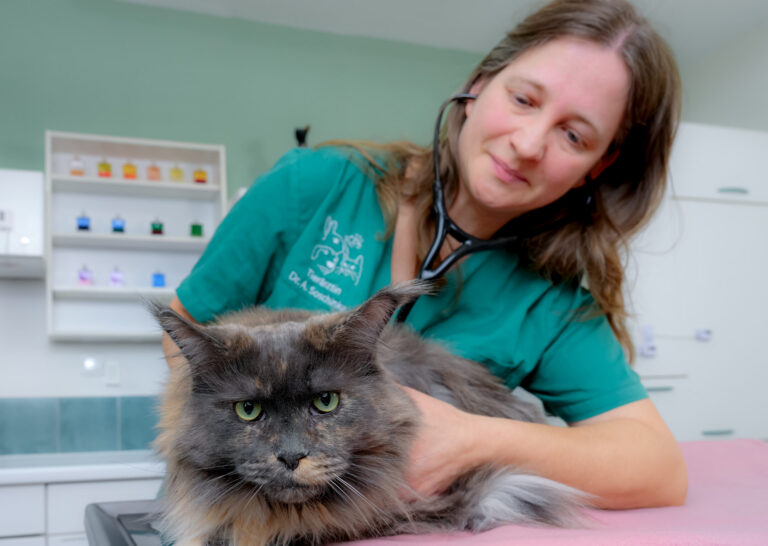 Tierarzt Potsdam - Katze in Behandlung