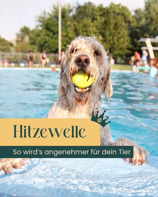 🌡️ Uns ist heiß. Euren Tieren auch.

Der kleine Unterschied:
Während wir uns ein Eis holen, die Klimaanlage einschalten oder ins Freibad fahren können, sind Hunde, Katzen und Heimtiere darauf angewiesen, dass wir für Abkühlung sorgen.

💛 Dabei sind es oft die kleinen Dinge, die einen großen Unterschied machen:

🐶 Für Hunde:

Spaziergänge in die frühen Morgen- oder Abendstunden verlegen

ausreichend frisches Wasser bereitstellen

Schattenplätze schaffen

kühle Liegeflächen anbieten

🐱 Für Katzen:

Rückzugsorte in kühlen Räumen ermöglichen

mehrere Wassernäpfe aufstellen

auf ausreichend Flüssigkeitsaufnahme achten

🐹 Für Kaninchen, Meerschweinchen & Co:

Gehege niemals in die direkte Sonne stellen

zeitweise den Stall in den kühlen Keller oder andere kühle Räume bringen

Kühlfliesen oder gekühlte Keramikplatten anbieten

Frischfutter mit hohem Wassergehalt füttern

stets frisches Wasser bereitstellen

⚠️ Besonders wichtig:
Kaninchen, Meerschweinchen und andere Heimtiere leiden oft still. Sie hecheln nicht wie Hunde und zeigen Überhitzung häufig erst sehr spät.

Gerade während der aktuellen Hitzewelle lohnt sich deshalb ein zusätzlicher Blick auf Eure Tiere. Ein kühler Liegeplatz, frisches Wasser oder ein schattiges Plätzchen können an heißen Tagen einen großen Unterschied machen. 🐾💛

Welchen Abkühlungs-Hack liebt Euer Tier am meisten?
👇 Verratet es uns in den Kommentaren.

#tierarzt #potsdam #hitzewelle