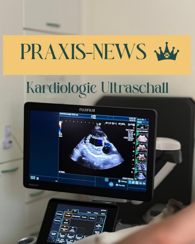❤️ Für unsere Herzenspatienten gibt es Neuigkeiten!

In unserer Tierarztpraxis am Krongut haben wir in neue Technik für die Kardiologie investiert.

Denn wenn es um die Herzgesundheit unserer Patienten geht, möchten wir möglichst genau hinschauen können.

🩺 Das Besondere: Unser neues Ultraschallgerät verfügt über eine moderne Doppler-Technologie.

Während wir mit dem klassischen Herzultraschall die Herzstrukturen, Herzklappen und ihre Bewegungen beurteilen können, macht der Doppler zusätzlich den Blutfluss sichtbar und messbar.

So können wir beispielsweise erkennen, wie schnell und in welche Richtung das Blut durch das Herz fließt und ob es Hinweise auf Veränderungen an den Herzklappen gibt.

🩺 Gemeinsam mit unseren Herzspezialist Dr. Zabke bieten wir damit spezialisierte Herzuntersuchungen in unserer Praxis in Potsdam an.

💛 Das bedeutet für Euch und Eure Tiere: moderne Herzdiagnostik in vertrauter Umgebung, bekannte Gesichter und kurze Wege.

Denn hochwertige Tiermedizin und persönliche Betreuung gehören für uns einfach zusammen.

🐾 Ihr habt Fragen zur Herzgesundheit Eures Tieres? Sprecht uns gerne an!