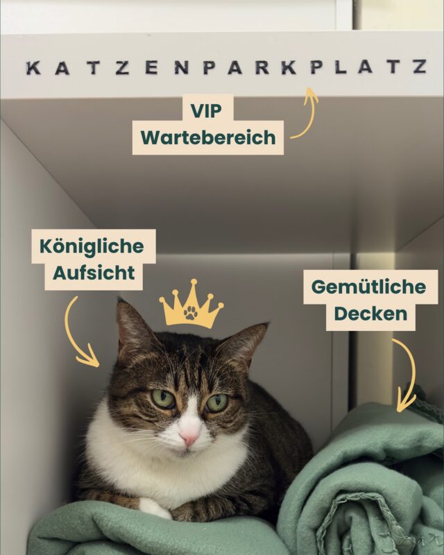 😻Fiona zeigt, wie’s geht: Wohlfühlen beginnt bei der Ankunft.

Ein kleines Detail mit großer Wirkung: Der erhöhte Abstellbereich für Katzenkörbe – liebevoll „Katzenparkplatz“ genannt – gibt Samtpfoten Sicherheit und Übersicht im Wartebereich.

Katzen fühlen sich dort oben deutlich wohler als auf dem Boden, wo ungewohnte Gerüche oder Hundebegegnungen stressen können.

Deshalb ist dieser Bereich fester Teil unserer Cat-Friendly-Ausstattung – genau wie pheromonbesprühte Decken, gedämpftes Licht und eine ruhige Atmosphäre.

Denn unser Ziel ist klar: Wohlfühlen – für alle, die uns besuchen.
Vom ersten Moment an.👑🐾

#fiona #tierarztpotsdam