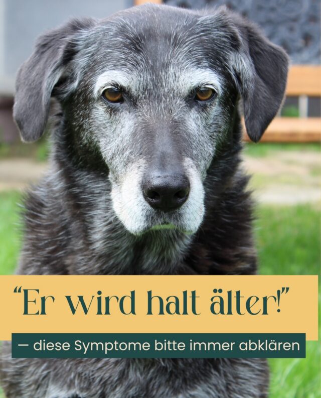 🐶 „Der wird eben langsam alt.“

Vielleicht. Aber manchmal steckt mehr dahinter.

Wenn Hunde plötzlich weniger Ausdauer haben, häufiger husten oder schneller außer Atem geraten, wird das oft dem Alter zugeschrieben.

Dabei können solche Veränderungen auch auf eine Herzerkrankung hinweisen.

❤️ Besonders aufmerksam solltest Du werden, wenn Dein Tier:

✔️ keine oder weniger Lust auf Spaziergänge hat
✔️ weniger spielen oder sich bewegen möchte
✔️ auffällig oder angestrengt atmet und hechelt obwohl es nicht warm ist
✔️ immer mal wieder hustet
✔️ plötzlich schwach wird oder sogar kollabiert

Nicht jedes dieser Symptome bedeutet automatisch ein Herzproblem. Auch äußere Umstände, Erkrankungen der Atemwege oder andere gesundheitliche Ursachen kommen infrage.

Gerade deshalb ist eine gezielte Untersuchung wichtig.

💛 Mit zunehmendem Alter lohnt es sich, Herz und Kreislauf regelmäßig im Blick zu behalten. Denn je früher wir Veränderungen erkennen, desto besser können wir die weitere Betreuung planen und dein Tier begleiten.

In unserer Tierarztpraxis in Potsdam beraten wir Euch gerne, wann ein Herzcheck für Euer Tier sinnvoll ist.

⚠️ Bei Atemnot oder einem Kollaps bitte sofort tierärztliche Hilfe aufsuchen.