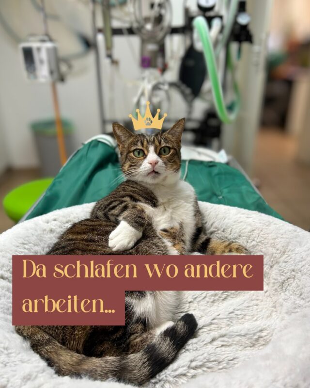 👑 Eine Königin sucht sich halt aus, wo ihr Bettchen stehen soll - und wenn es der OP ist. Hauptsache mittendrin und weich gebettet 💛