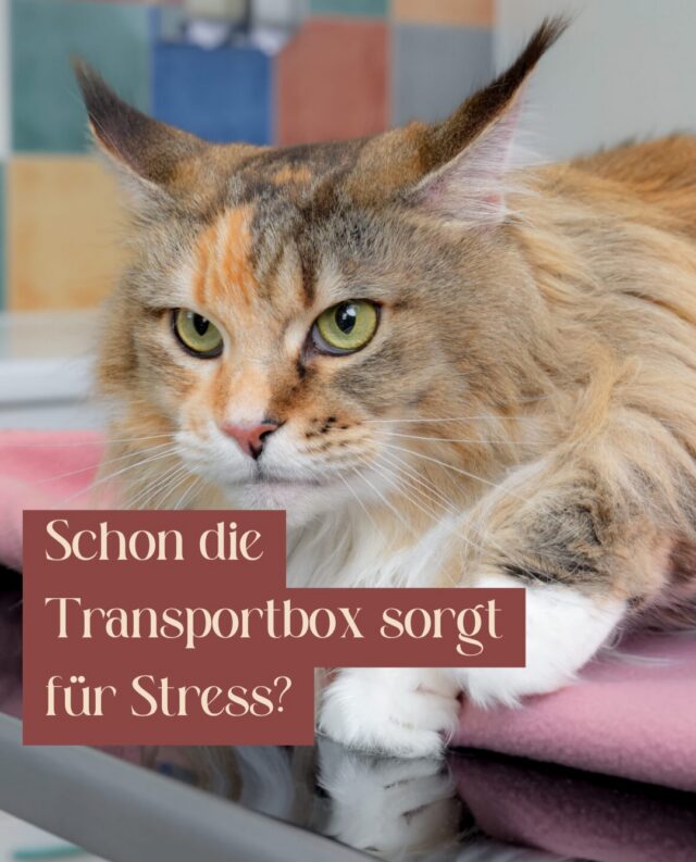Warum viele Katzen beim Tierarzt so gestresst sind

😿 Schon die Transportbox sorgt für Stress?

Viele Katzenhalter kennen das:
Die Katze versteckt sich, miaut ununterbrochen oder lässt sich kaum in die Box setzen.

Das Problem: Katzen verlassen ihr vertrautes Zuhause- ihr Revier nur ungern.

Neue Gerüche, fremde Tiere und unbekannte Geräusche bedeuten für sie Stress.

Deshalb haben wir unsere Katzensprechstunde entwickelt.

🐱 Keine Hunde im Wartebereich
🐱 Weniger Geräusche und Reize
🐱 Mehr Ruhe und Zeit
🐱 Speziell geschulte Cat Advocates

Unser Ziel: Ein Tierarztbesuch, der für Katzen deutlich entspannter wird.

💛 Denn weniger Stress bedeutet nicht nur mehr Wohlbefinden – sondern oft auch bessere Untersuchungen und Diagnosen.

Wie gern geht deine Katze zum Tierarzt?