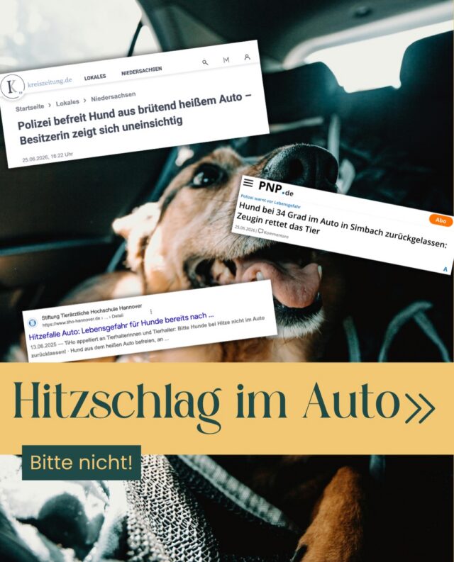 🥵 Deutschland schwitzt – und mit der aktuellen Hitzewelle häufen sich leider auch wieder diese Meldungen.

„Hunde aus überhitzten Autos gerettet.“
„Kinder aus Fahrzeugen befreit.“
…Feuerwehr- und Polizeieinsätze wegen akuter Lebensgefahr.

Die Schlagzeilen in diesem Beitrag stammen nicht aus irgendeinem alten Archiv.

Sie sind sehr aktuell.

Und sie zeigen: Das Problem ist nicht theoretisch.

Während draußen Temperaturen von über 30 °C erreicht werden, verwandeln sich Autos innerhalb kürzester Zeit in Backöfen. Und dabei spielt es keine Rolle, ob das Fahrzeug im Schatten steht, die Fenster einen Spalt geöffnet sind oder der Einkauf „nur kurz“ dauern soll. 

Wer sich dazu schlau machen möchte, dem empfehlen wir ein Video von @tierarzttipps - der Kollege Charles Schibalski hat bereits vor 4 Jahren dazu einen Selbstversuch auf YouTube gestartet (Video : „Todesfalle Auto“ von Tierarzttips)

🚨Für Hunde wird die Situation schnell lebensbedrohlich.

Sie können ihre Körpertemperatur nur sehr eingeschränkt regulieren. Überhitzung, Kreislaufversagen und Hitzschlag können innerhalb kurzer Zeit eintreten.

💛 Deshalb unser Appell an alle Tierhalter:innen:

Lasst Eure Hunde bei diesen Temperaturen nicht im Auto zurück.

Nicht für 5 Minuten.
Nicht für 10 Minuten.
Nicht „nur schnell“.

Denn jede dieser Schlagzeilen begann vermutlich mit genau diesem Gedanken.

👉 Teilt diesen Beitrag, damit möglichst viele Menschen rechtzeitig daran erinnert werden.

#tierarzt #hitzewelle #potsdam