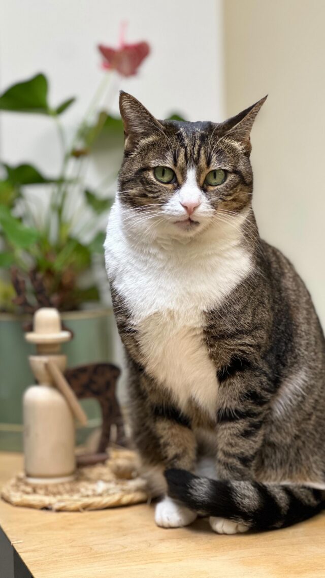 Unsere TFAs sind auf alles vorbereitet 😂  #tierarztpraxisamkrongut #tierarztpraxis #tierarzt #cat #catlife