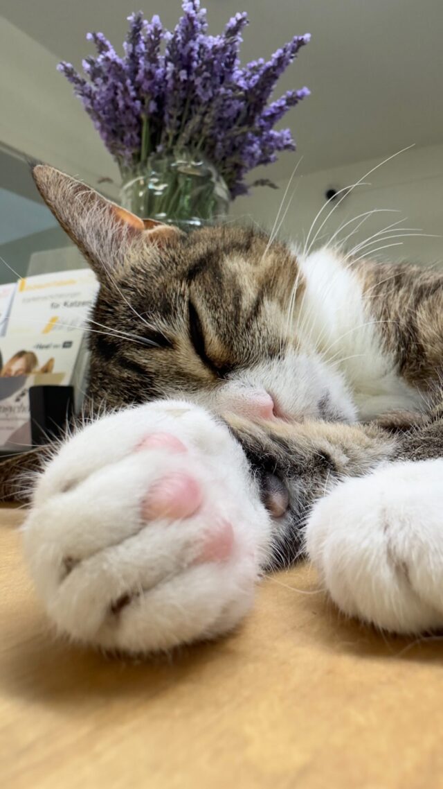 Für dieses Reel wurde keine Auszubildende misshandelt 😉 PS: Es war ihre Idee! #tierarztpraxisamkrongut #potsdam #tierarzt #cat #dogsofinstagram