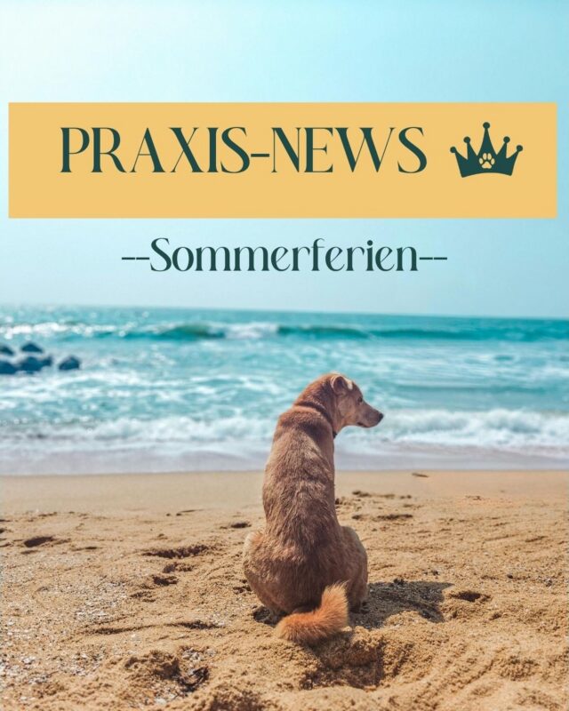 ☀️Auch wir legen im August für zwei Wochen die tierärztliche Sprechstunde auf Eis - vom 10.08. bis 21.08.

Unsere Praxis bleibt in dieser Zeit zwar für organisatorische Anliegen, Medikamenten- und Futterabholung besetzt, tierärztliche Termine finden jedoch nicht statt.❌🩺👩🏻‍⚕️

💛 Bitte denkt deshalb rechtzeitig daran notwendige Kontrolltermine vorher zu vereinbaren.

Für akute tierärztliche Anliegen übernimmt während unserer Sommerpause die Tierarztpraxis in den Havelauen in Werder (Dr. Vetrella) an 7 Tagen die Woche unsere Vertretung. 

#tierarztpotsdam #sommerpause