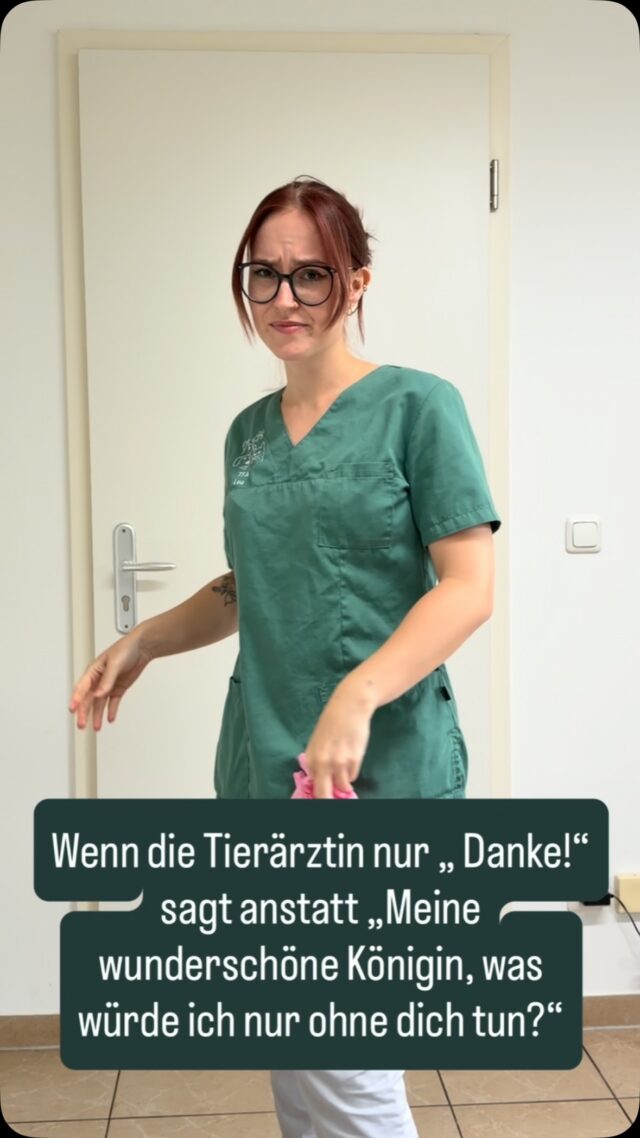 Eure Hoheit wünscht sich feine Gesellschaft 👸 #tierarztpraxisamkrongut #potsdam #tierarzt #catlover #doglover