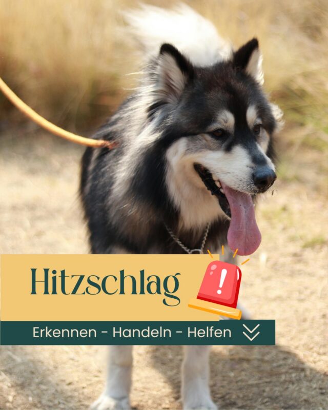 Viele Menschen unterschätzen, wie schnell Hunde überhitzen können.

Was viele nicht wissen: Bereits ab Temperaturen um 28 °C funktioniert die körpereigene Kühlung durch Hecheln immer schlechter. Der Hund kann seine Körpertemperatur dann nicht mehr ausreichend regulieren.

Die Folge: Aus Hitzestress kann innerhalb kurzer Zeit ein lebensbedrohlicher Hitzschlag werden.

⚠️ Diese Warnzeichen solltest Du kennen:

🔹sehr starkes, angestrengtes Hecheln

🔹starkes Sabbern

🔹Unruhe oder auffällige Teilnahmslosigkeit

🔹Taumeln oder Schwanken

🔹glasiger Blick

🔹stark gerötete Schleimhäute oder Ohren

🔹Erbrechen oder Durchfall

🔹Kollaps oder Bewusstlosigkeit

Besonders gefährdet sind:
🐶 kurznasige Rassen
🐶 ältere Hunde
🐶 übergewichtige Tiere
🐶 Hunde mit dichtem Fell oder Vorerkrankungen

🚑 Was tun im Notfall?

🔹Hund sofort in den Schatten bringen

🔹langsam mit kühlem Wasser kühlen

🔹Luftzug schaffen (Ventilator, Klimaanlage)

🔹Wasser anbieten, aber nicht einflößen

🔹umgehend tierärztliche Hilfe dazu holen

Wichtig: Auch wenn sich Dein Hund scheinbar wieder erholt hat, sollte er nach einer Überhitzung unbedingt untersucht werden. Hitzschläge können schwere Folgeschäden an Organen, Muskulatur und Nervensystem verursachen!

💛 Gerade während der aktuellen Hitzewelle sehen wir immer wieder Tiere, deren Körper an ihre Grenzen geraten.

Deshalb gilt: Lieber einmal zu früh reagieren als einmal zu spät.

📞 Bei Verdacht auf einen Hitzschlag kontaktiere umgehend deine Tierarztpraxis.

#tierarztpotsdam #hitzewelle