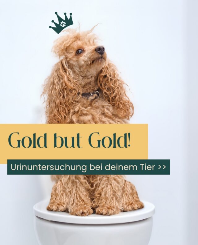 💧 Warum eigentlich eine Harnuntersuchung?

Viele wichtige Informationen über die Gesundheit eures Tieres verstecken sich nicht nur im Blut – sondern auch im Urin.

Eine Harnuntersuchung ist einfach, schonend und kann wertvolle Hinweise liefern, oft sogar bevor Beschwerden deutlich sichtbar werden.

Sie hilft uns beispielsweise dabei,

✔️ Erkrankungen der Nieren frühzeitig zu erkennen
✔️ Hinweise auf Blasenentzündungen zu finden
✔️ Harnsteine oder Kristalle nachzuweisen
✔️ Stoffwechselerkrankungen besser einzuordnen
✔️ die Ursachen von vermehrtem Trinken oder Urinabsatz abzuklären

💛 Übrigens: Unauffällige Befunde sind keineswegs wertlos.

Sie zeigen uns, dass wichtige Funktionen des Körpers normal arbeiten und helfen dabei, die Gesundheit Eures Tieres umfassend einzuschätzen.

Besonders bei Vorsorgeuntersuchungen, älteren Tieren oder unspezifischen Symptomen kann eine Harnuntersuchung ein wichtiger Baustein sein, um Zusammenhänge zu erkennen und Diagnosen gezielt einzugrenzen.

🐾 Gute Tiermedizin bedeutet oft, viele kleine Puzzleteile zusammenzufügen. Die Harnuntersuchung ist eines davon – und manchmal ein entscheidendes.