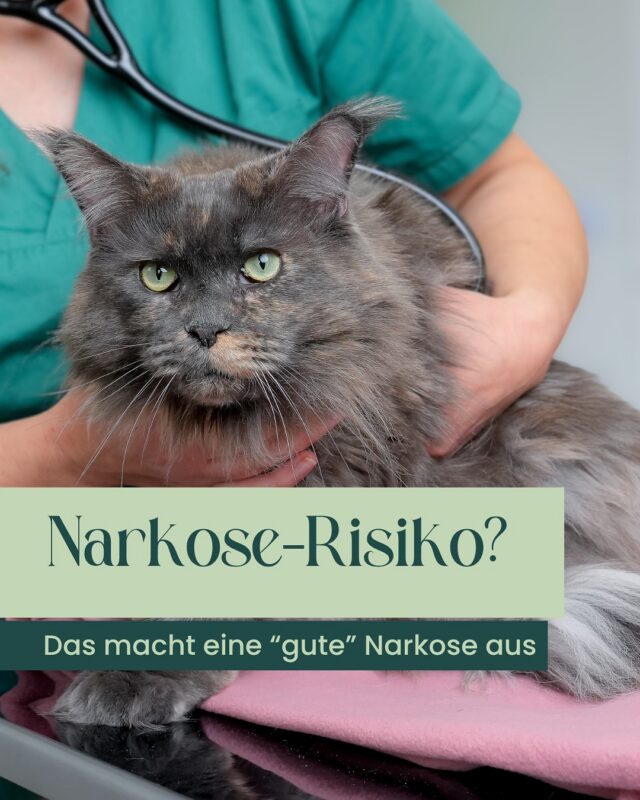 Während einer Narkose passiert im Körper Eures Tieres mehr, als man von außen sieht.

Zwei Dinge sind dabei besonders entscheidend:
👉 eine stabile Körpertemperatur
👉 eine lückenlose Überwachung aller wichtigen Funktionen

Unter Narkose kühlen Tiere schnell aus – denn die natürliche Thermoregulation ist durch die Anästhesie ausgeschaltet.

🥶Das bedeutet: Euer Tier kann seine Körpertemperatur nicht selbst stabil halten und ist auf gezielte Wärmezufuhr angewiesen – ganz ähnlich wie in der Humanmedizin.

Deshalb achten wir auf ein aktives Wärmemanagement, damit die Körperkerntemperatur im normothermen Bereich bleibt – z. B. durch wärmende Unterlagen und eine kontrollierte Temperaturführung.😴

☑️Gleichzeitig überwachen wir kontinuierlich alle wichtigen Parameter:
Atmung, Kreislauf, Sauerstoffversorgung und Herzaktivität werden während des gesamten Eingriffs genau im Blick behalten.

🎯Unser Ziel dabei:
das Narkoserisiko so gering wie möglich zu halten.

Warum das so wichtig ist?

Weil Stabilität während der Narkose die Grundlage für Sicherheit ist – und für einen möglichst sanften Verlauf und eine gute Erholung danach.

In unserer Tierarztpraxis in Potsdam verbinden wir moderne Technik mit Erfahrung und klaren Abläufen – damit Euer Tier bestmöglich begleitet wird. 🐾

🙃 Hast Du Fragen zur Narkose oder einer OP?

#tierarzt #potsdam