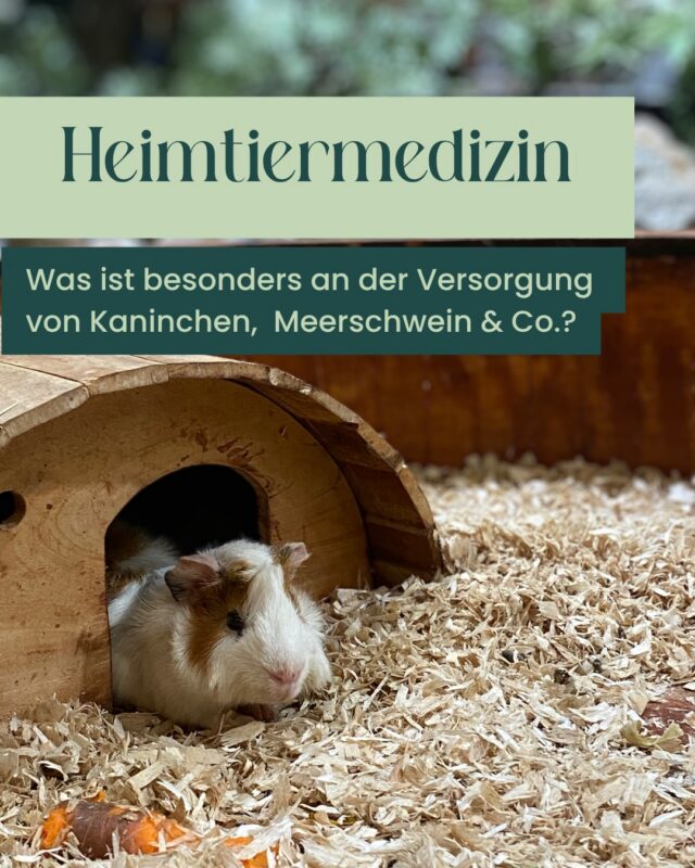 🐰 Heimtiermedizin für Kaninchen & Meerschweinchen

Auf unserem Instagram-Kanal dreht sich vieles um Hunde und Katzen – heute möchten wir bewusst auch die kleinsten Patienten in den Fokus rücken.

ℹ️Denn Kaninchen, Meerschweinchen & Co. haben ganz andere Bedürfnisse – und genau darauf sind wir vorbereitet.

🐰In unserer Tierarztpraxis nehmen wir uns bewusst Zeit und schaffen eine ruhige Umgebung, damit sich auch diese sensiblen Tiere sicher fühlen können.

Unsere Betreuung ist speziell auf Heimtiere abgestimmt:

- gezielte Diagnostik für Kleinsäuger
- angepasste Operationen und Narkoseverfahren
- Beratung zu Fütterung und Haltung
- spezielle Ausstattung für eine schonende Behandlung

Denn gerade bei Heimtieren zählt jedes Detail – von der richtigen Handhabung bis zur passenden medizinischen Versorgung.

👑Unser Ziel: sanfte, durchdachte Tiermedizin – auch für die Kleinsten. 🐾

#tierarzt #potsdam