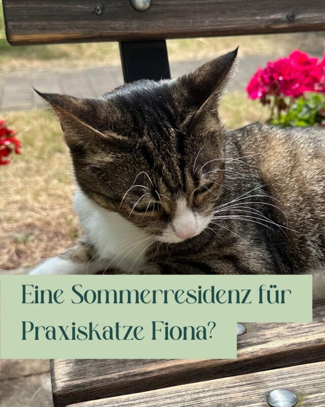 ☀️ Kein schlechtes Leben so als Praxiskatze?
So zwischen Sonne auf der Terasse, immer was zu gucken im Sprechzimmer und Streicheleinheiten im Wartezimmer…

Eure Hoheit Fiona wünscht einen schönen Sonntag! 👑🐾 

#tierarzt #potsdam #fionathecat