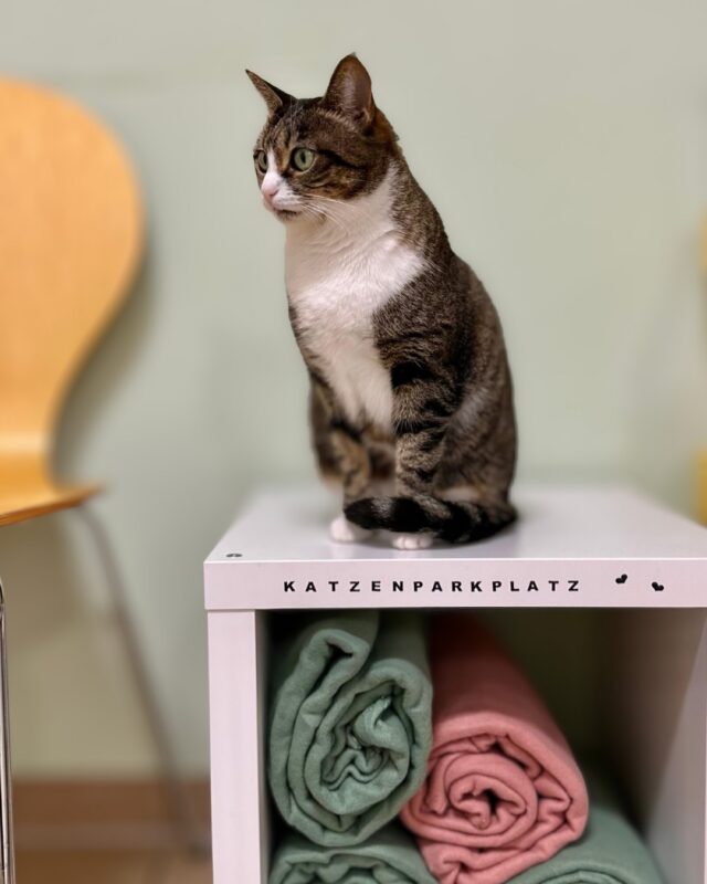🐱 Cat Friendly beginnt oft bei den kleinen Dingen.

Viele Katzen fühlen sich sicherer, wenn ihr Transportkorb erhöht steht und sie ihre Umgebung beobachten können.

Deshalb gibt es bei uns einen Katzenparkplatz.

💛 So stehen Transportkörbe nicht auf dem Boden zwischen Beinen, Taschen und Hunden, sondern an einem ruhigen und geschützten Platz.
