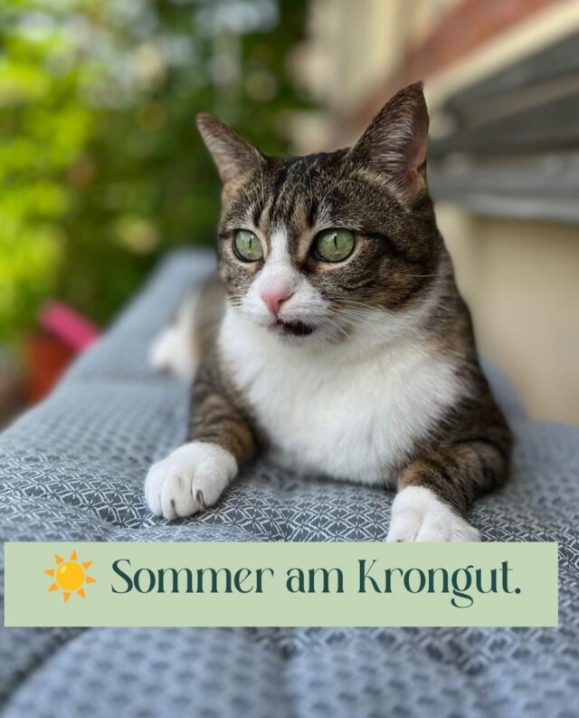Während wir Menschen oft von Termin zu Termin eilen, erinnert uns Fiona regelmäßig daran, zwischendurch einmal durchzuatmen.

Ein Sonnenplatz.
Ein bisschen Ruhe.
Die Welt beobachten.

Mehr braucht es manchmal nicht.

💛 Und vielleicht ist genau das einer der Gründe, warum Katzen echte Profis im Wohlfühlen sind.