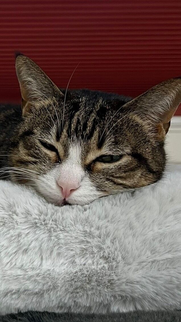 …manche Dinge bleiben lieber unausgesprochen, oder? 😂 #tierarztpraxisamkrongut #potsdam #tierarzt #catlover #doglover