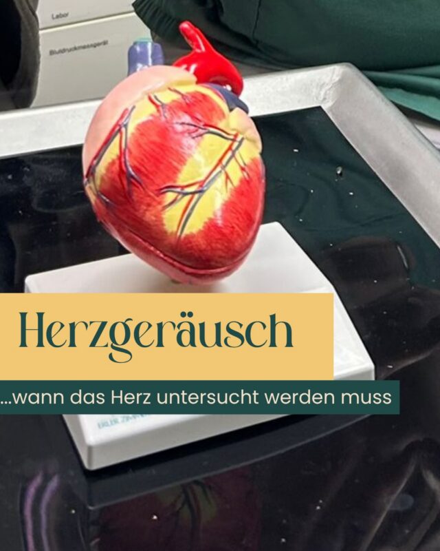 ❤️ Ein Herzgeräusch entsteht durch Veränderungen der Blutströmung im Herzen und ist eine Sache, auf die wir achten, wenn wir mit dem Stethoskop das Herz deines Hundes oder deiner Katze abhören.

🩺 Wann ist eine genauere Untersuchung sinnvoll?

Zum Beispiel, wenn:
✔️ erstmals ein Herzgeräusch festgestellt wird und damit unklar ist, was die Ursache ist
✔️ Dein Tier im Alltag oder Alter schneller ermüdet oder weniger belastbar ist
✔️ immer wieder Husten oder eine auffällige Atmung auftreten
✔️ bereits eine Herzerkrankung bekannt ist und kontrolliert werden soll

Mit einer Herzultraschalluntersuchung können wir die Herzstrukturen und ihre Funktion genauer beurteilen und feststellen, ob eine Behandlung notwendig ist.

💛 Und das Gute: In unserer Tierarztpraxis am Krongut in Potsdam bieten wir eine spezialisierte Kardiologiesprechstunde direkt vor Ort an.

So bekommt Dein Tier die Aufmerksamkeit und Diagnostik, die es braucht – in vertrauter Umgebung.