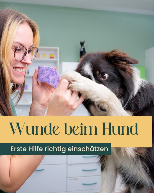 🤕🐾Eine kleine Schramme oder doch mehr?
Wunden beim Hund sind im Alltag schnell passiert – aber nicht immer leicht einzuschätzen.

ℹ️ Wichtig ist:
Nicht jede Wunde gehört in die Selbstversorgung.
Vor allem bei tieferen, blutenden oder infektionsgefährdeten Verletzungen sollte immer eine tierärztliche Abklärung erfolgen.

⛑️Für die Erstversorgung zuhause gilt:
Sauber halten, Ruhe bewahren – und im Zweifel lieber einmal mehr nachschauen lassen.

In unserer Tierarztpraxis in Potsdam begleiten wir Euch und Euer Tier bei der passenden Wundversorgung – ruhig, strukturiert und abgestimmt auf die jeweilige Situation. 🐾