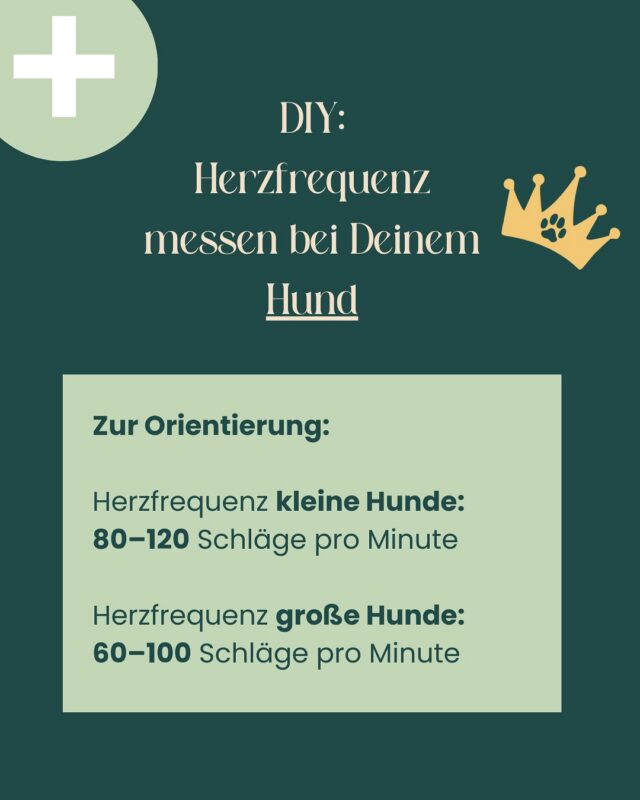 Wie oft schlägt das Herz Deines Hundes? 🫀💛

Die Herzfrequenz ist ein wichtiger Gesundheitswert – und kann viel über das Wohlbefinden Deines Tieres verraten.

Zur Orientierung:
🐶 Kleine Hunde: 80–120 Schläge pro Minute
🐕 Große Hunde: 60–100 Schläge pro Minute
(gemessen im Ruhezustand – z. B. im Schlaf oder beim Kuscheln auf dem Sofa)

💡 Du möchtest selbst messen? So geht’s:

Wo? 
Auf der linken Brustkorbseite, dort, wo der Ellenbogen den Brustkorb berührt

Wie? 
Hand auflegen, 15 Sekunden lang die Schläge zählen, dann mal 4 – ergibt die Herzfrequenz pro Minute.

Wichtig: Aufregung, Bewegung oder Stress können den Puls stark erhöhen. Bei Unsicherheiten lieber einmal mehr nachfragen – oder in unserer Kardiologiesprechstunde vorbeikommen.

🩺 In unserer Tierarztpraxis in Potsdam arbeiten wir mit einem echten Herzspezialisten, der Deinen Hund gründlich untersucht – mit viel Ruhe, Zeit und modernster Diagnostik direkt vor Ort.

➡️ Jetzt Termin vereinbaren – für ein gutes Gefühl und starke Herzgesundheit. Ganz einfach online über den Link in unserer Bio!

#hundeherz #tierarztpotsdam
